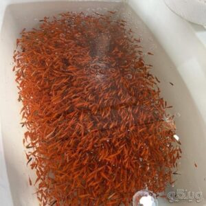 ماهی قرمز ماهی گلی عید