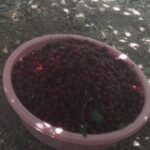 برگه زرد الو و لواشک خانگی درجه ۱