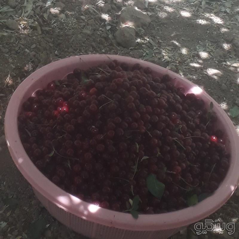 برگه زرد الو و لواشک خانگی درجه ۱