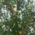 برگه زرد الو و لواشک خانگی درجه ۱