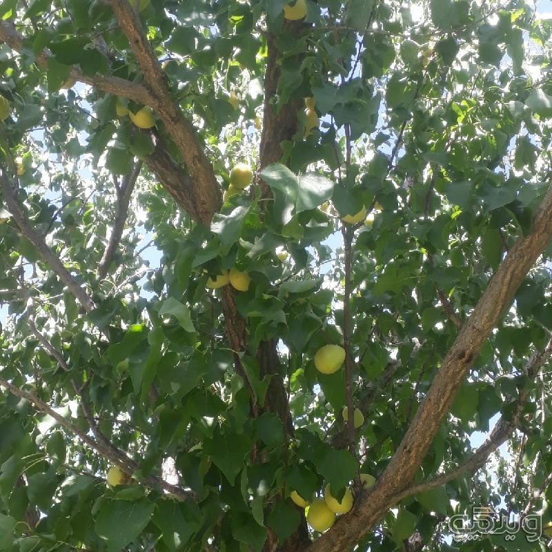 برگه زرد الو و لواشک خانگی درجه ۱