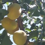 برگه زرد الو و لواشک خانگی درجه ۱