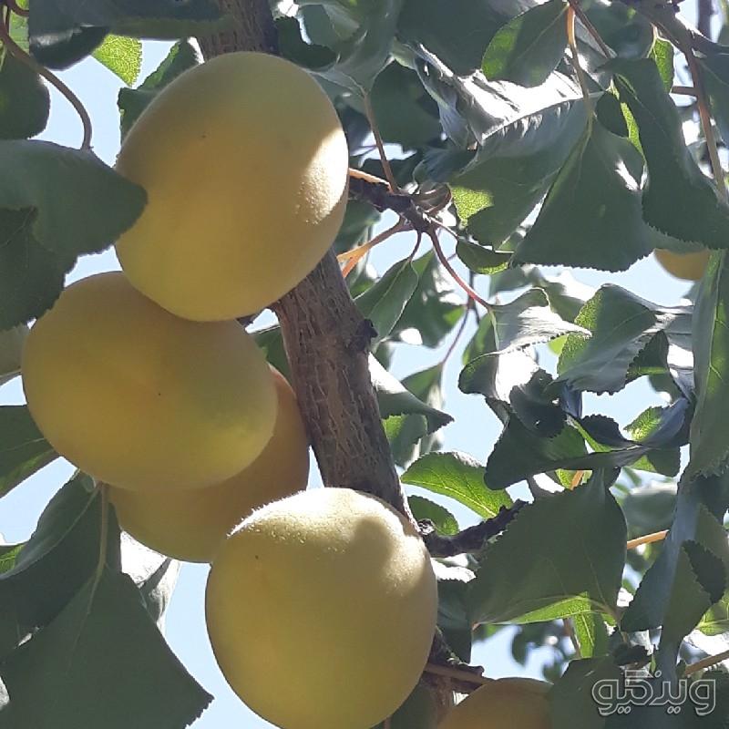 برگه زرد الو و لواشک خانگی درجه ۱