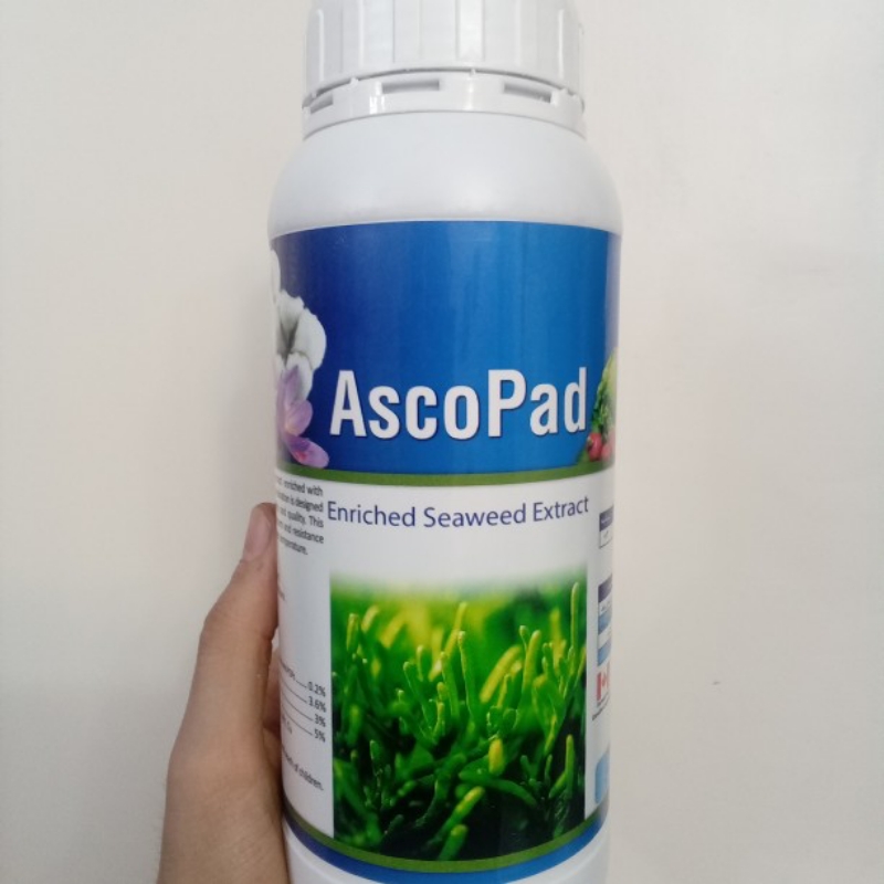 کود جلبک دریایی